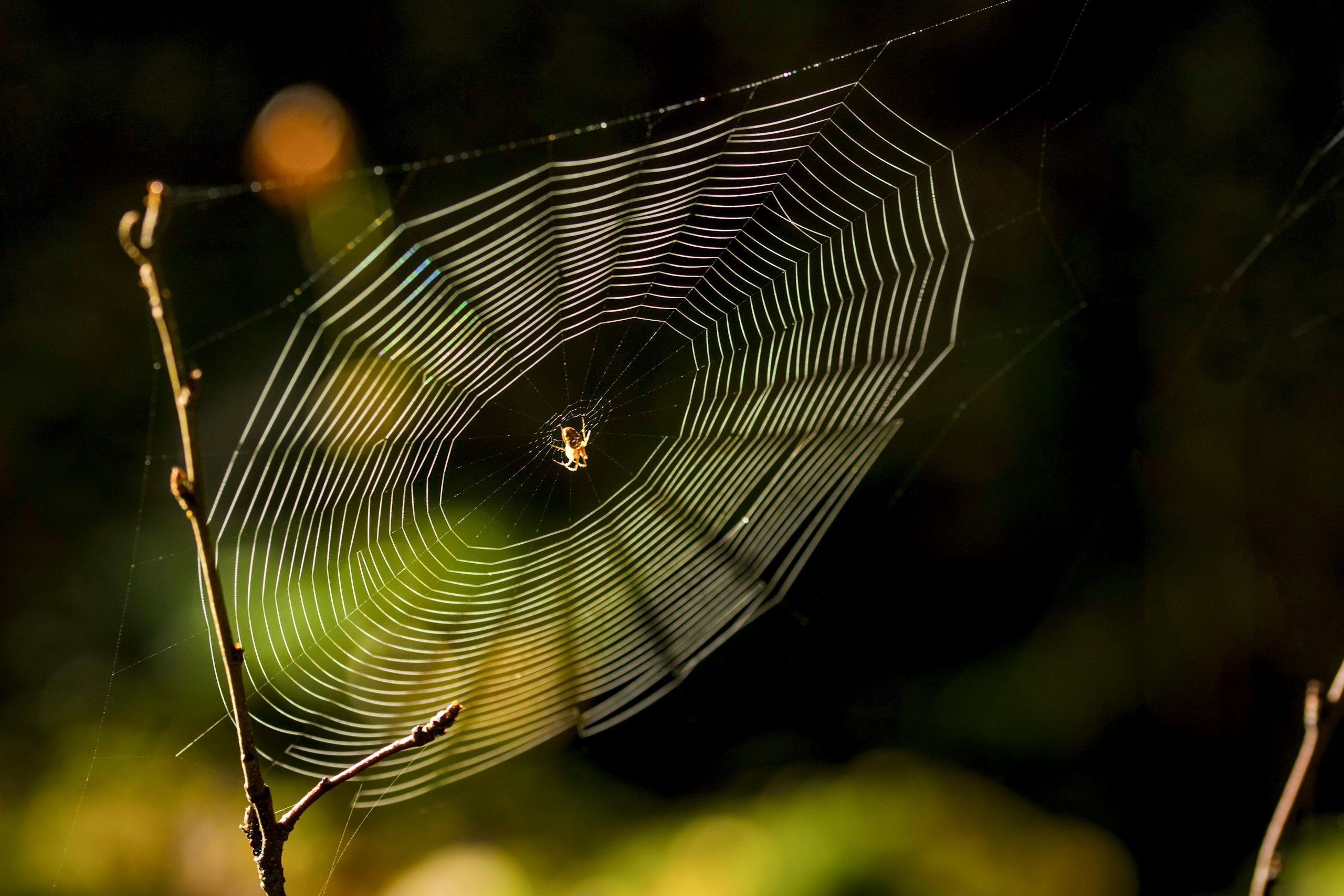 Close-up of a spider weaving its web in the serene morning light, showcasing nature's artistry.
